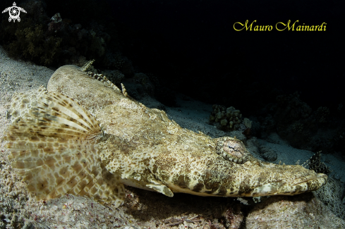 A Crocodile fish