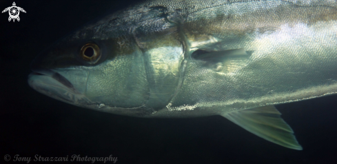 A Seriola lalandi | Yellow-tail kingfish