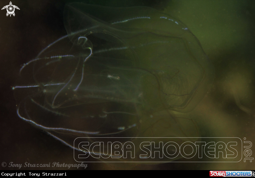 A Comb jelly