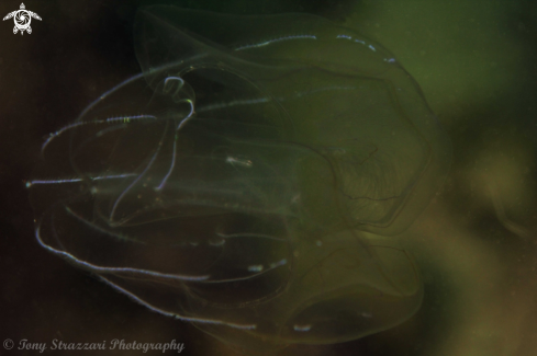 A Ctenophora | Comb jelly