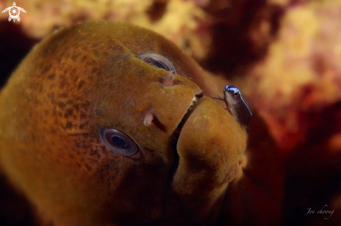 A Moray eel v cleaner wrasse