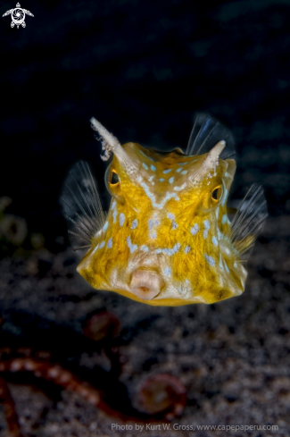 A Lactoria cornuta | Cow fish