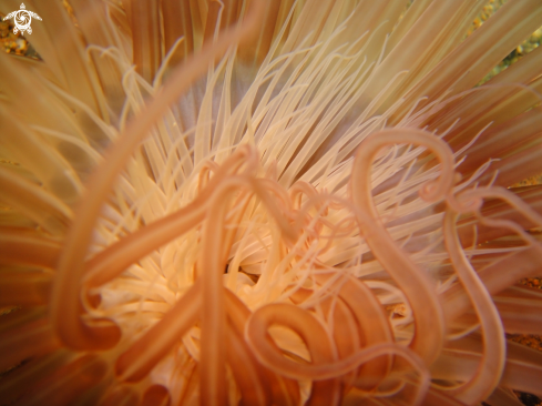 A Tube anemone