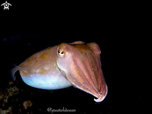 A Cuttlefish