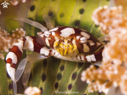 A Red and white harlequin crab