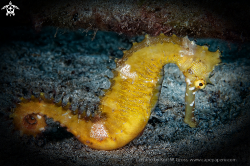 A Hippocampus histrix | Seahorse histrix