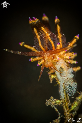 A Nudibranch