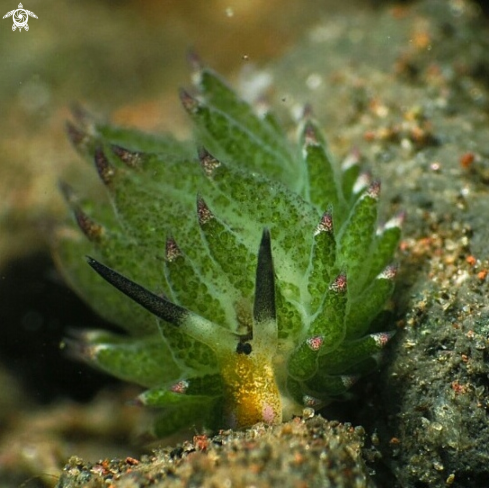 A Costasiella kuroshimae | Shaun the sheep nudi