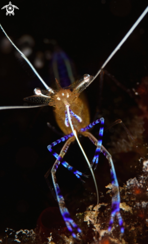 A Pederson cleaner shrimp