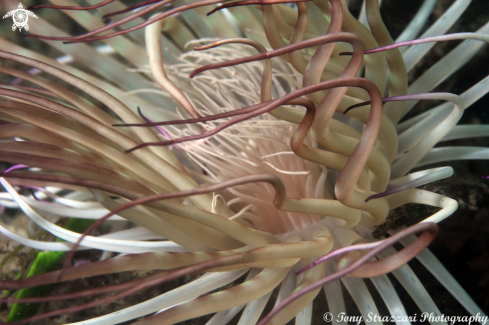 A Banded tube anemone