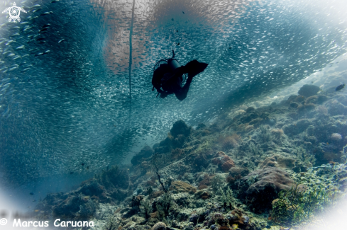 A Sardine Run