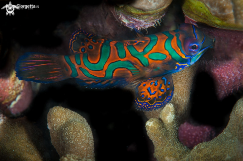 A mandarin fish