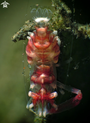 A Dasycaris ceratops | Sea Pen Shrimp