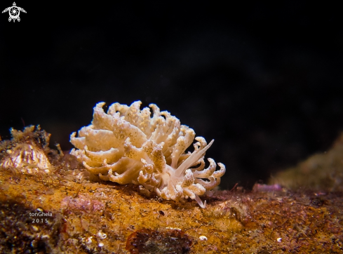 A Nudibranch