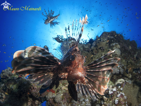 A Lionfish