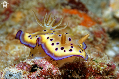 A chromodoris kuniei | Nudibranche