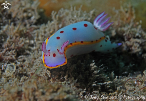 A Hypselodoris bennetti | Bennett's Hypselodoris