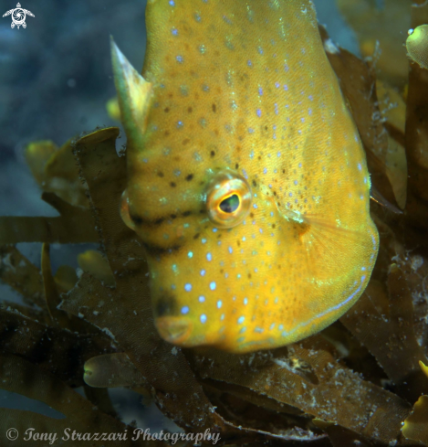 A Pygmy leatherjacket