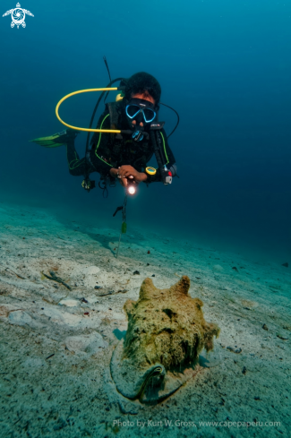 A Cassis cornuta | Helmet Shell