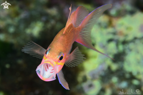 A Anthias