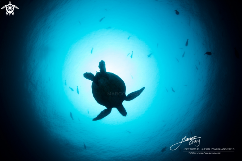 A sea turtle