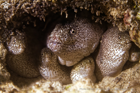 A Gymnothorax Sp. | Morea Eal