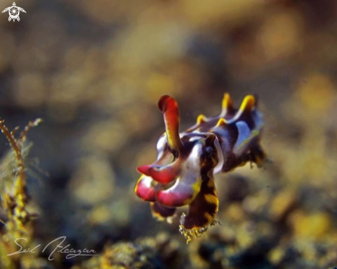 A Flamboyant cuttlefish