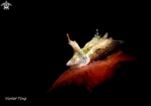 Batwing sea slug