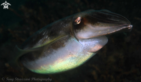 A Sepia plangon | Mourning Cuttle