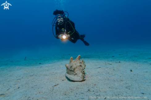 A Cassis cornuta | Helmet Shell with Eliane