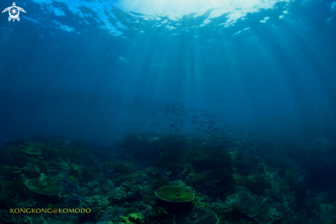 A Coral Reef