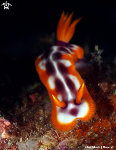 A Nudibranch