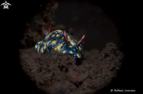 A Hypselodoris