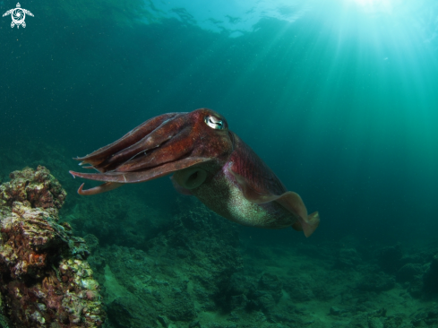 A Sepiida | Cuttlefish