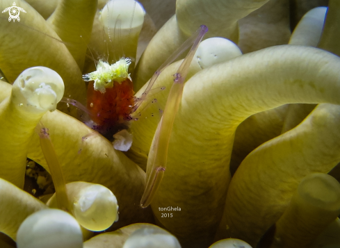 A Mushrom coral shrimp