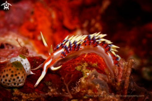 A Nudibranche