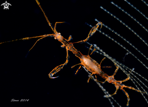 A Skeleton Shrimp