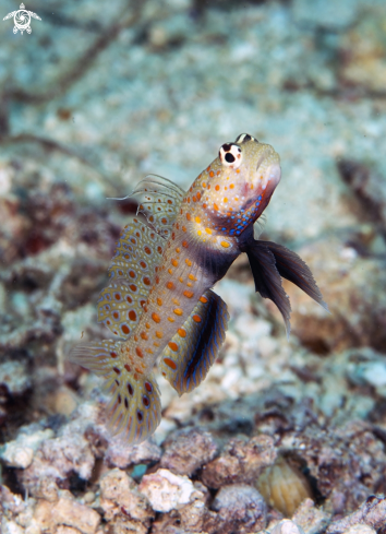 A Goby | Goby