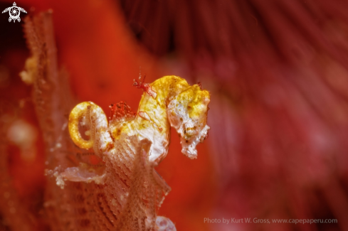 A Pygmy Seahorse