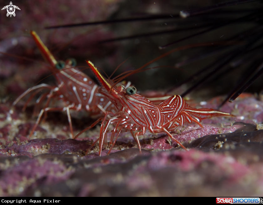 A Durban Dancing Shrimp