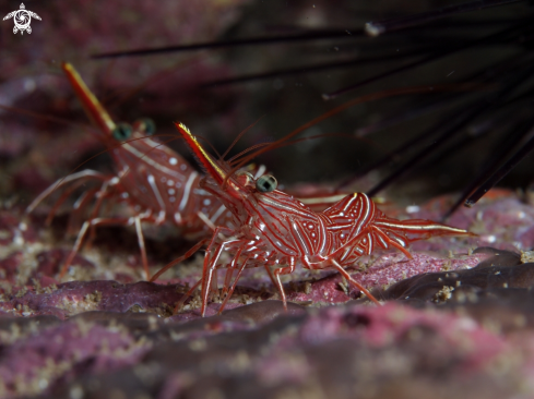 A Durban Dancing Shrimp