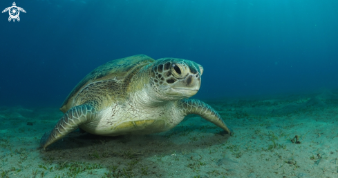 A Chelonia mydas | Green Turtle