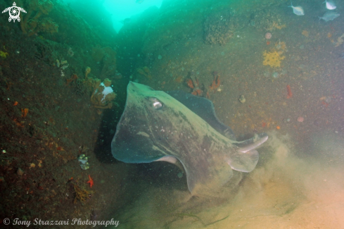 A Smooth bullray