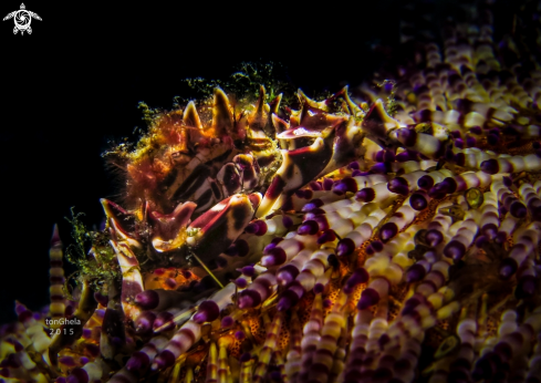 A Zebra crab