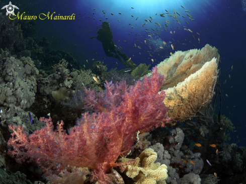 A Red sea reef