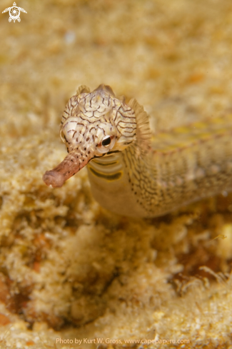 A Corythoichthys haematopterus | Pipe Fish