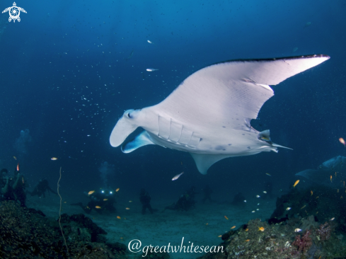 A Manta Ray and divers