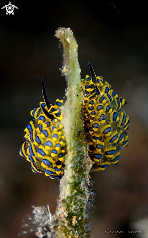 A Nudi