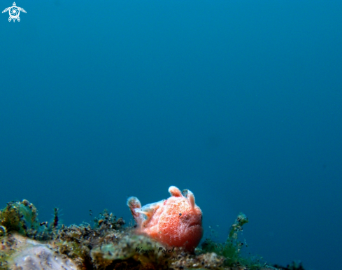 A Frogfish