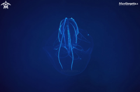 A jellyfish